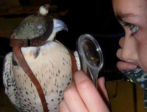 Illinois: Raptors Helping Raptors