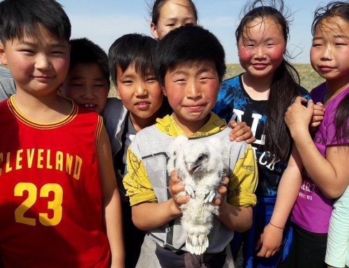 Mongolia: Saker Falcons, Conservation and Learning